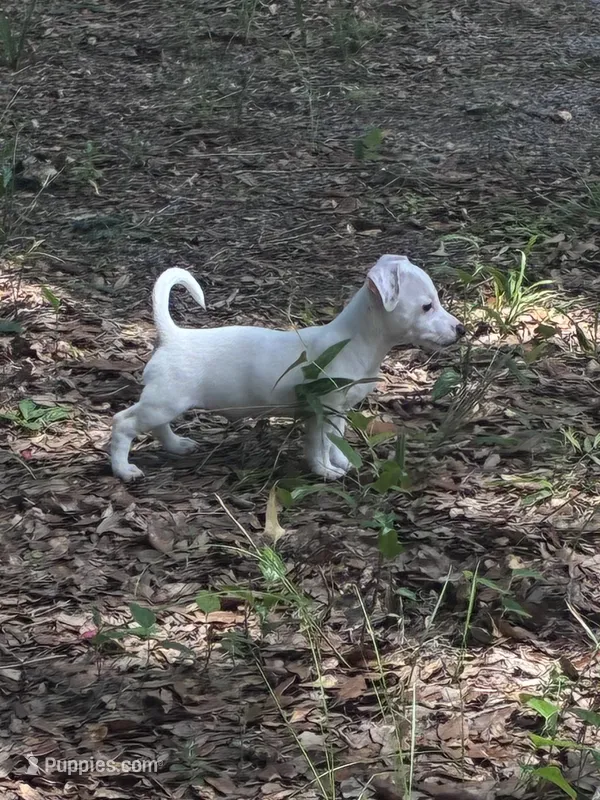AKC Jacks – Jack Russell Terrier puppy for sale in Citra, FL