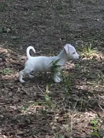 AKC Jacks, a male Jack Russell Terrier for sale in Citra, FL – 1 of 5