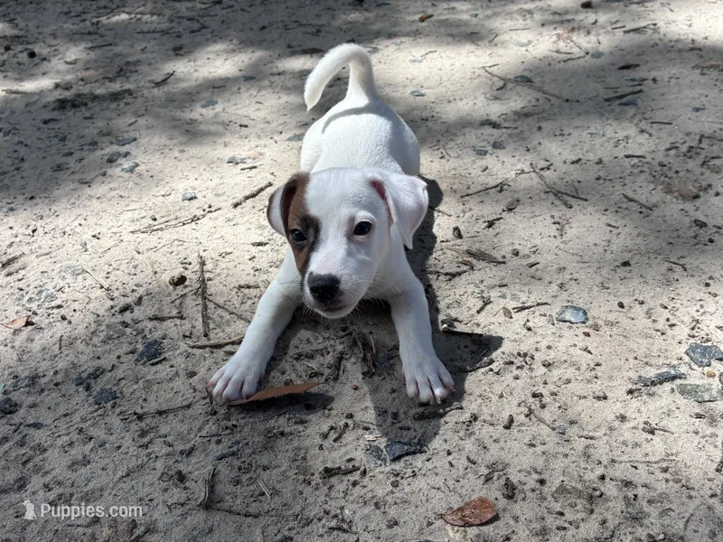 AKC Jacks – Jack Russell Terrier puppy for sale in Citra, FL