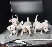 AKC Jacks, a female Jack Russell Terrier for sale in Citra, FL – 5 of 7