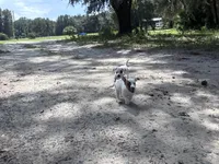 AKC Jacks, a female Jack Russell Terrier for sale in Citra, FL – 2 of 7