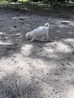AKC Jacks, a female Jack Russell Terrier for sale in Citra, FL – 7 of 7