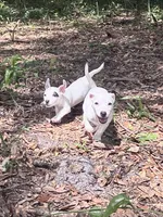 AKC Jacks, a female Jack Russell Terrier for sale in Citra, FL – 3 of 7