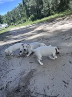 AKC Jacks, a female Jack Russell Terrier for sale in Citra, FL – 6 of 7