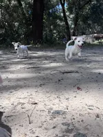 AKC Jacks, a male Jack Russell Terrier for sale in Citra, FL – 3 of 5