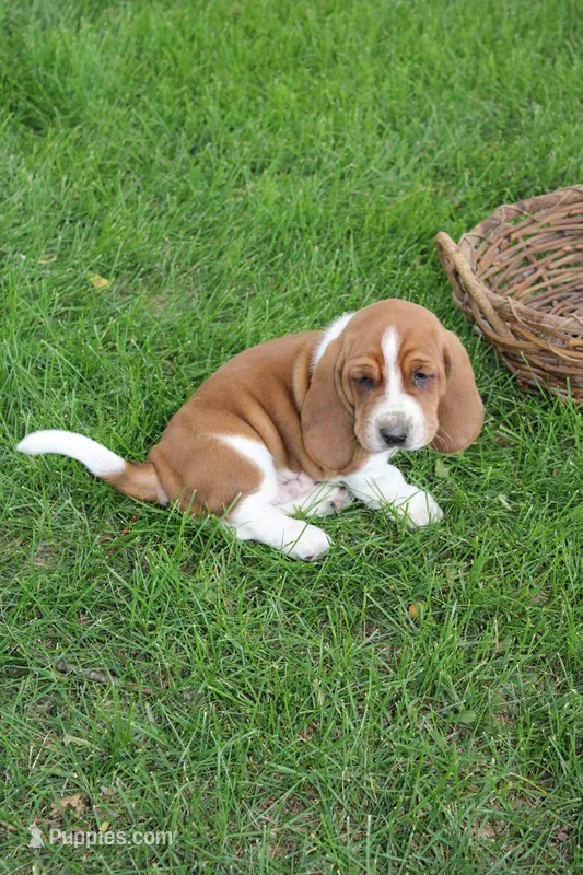Cairo – Basset Hound puppy for sale in Austin, MN