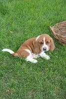 Cairo, a male Basset Hound for sale in Austin, MN – 1 of 2