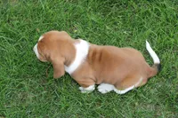 Cairo, a male Basset Hound for sale in Austin, MN – 2 of 2