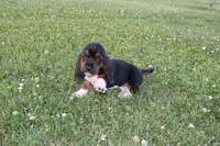 Titus, a male Basset Hound for sale in Austin, MN – 2 of 2
