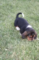 Otis, a male Basset Hound for sale in Austin, MN – 3 of 3