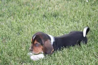 Otis, a male Basset Hound for sale in Austin, MN – 2 of 3