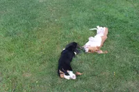Hank, a male Basset Hound for sale in Austin, MN – 3 of 3