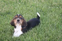 Otis, a male Basset Hound for sale in Austin, MN – 1 of 3
