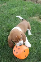 Tucson, a male Basset Hound for sale in Austin, MN – 2 of 2
