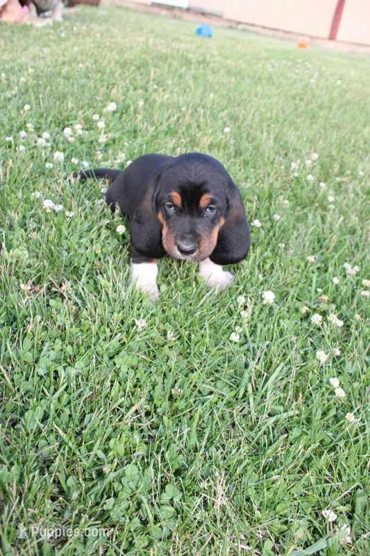 Leo – Basset Hound puppy for sale in Austin, MN