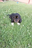 Leo, a male Basset Hound for sale in Austin, MN – 1 of 2