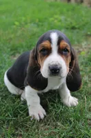 Bern, a male Basset Hound for sale in Austin, MN – 1 of 2