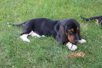 Hank, a male Basset Hound for sale in Austin, MN – 2 of 3