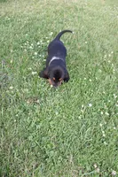 Leo, a male Basset Hound for sale in Austin, MN – 2 of 2