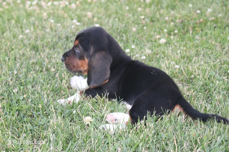 Titus – Basset Hound puppy on hold in Austin, MN