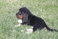 Titus, a male Basset Hound for sale in Austin, MN – 1 of 2
