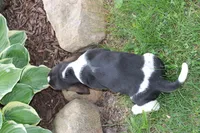 Bern, a male Basset Hound for sale in Austin, MN – 2 of 2