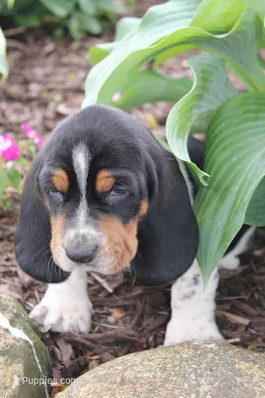 Jubal  – Basset Hound puppy for sale in Austin, MN