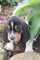 Jubal , a male Basset Hound for sale in Austin, MN – 1 of 2