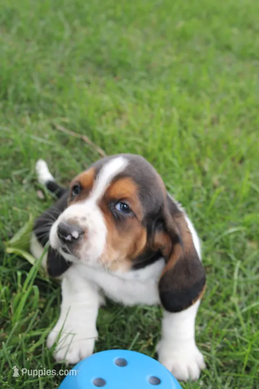 London – Basset Hound puppy for sale in Austin, MN