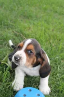 London, a male Basset Hound for sale in Austin, MN – 1 of 2