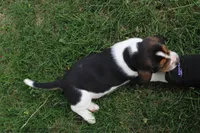 London, a male Basset Hound for sale in Austin, MN – 2 of 2