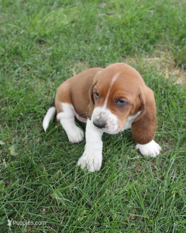 Tucson – Basset Hound puppy for sale in Austin, MN