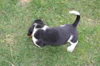 Jubal , a male Basset Hound for sale in Austin, MN – 2 of 2