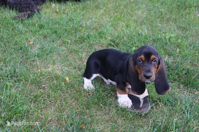 Hank – Basset Hound puppy for sale in Austin, MN
