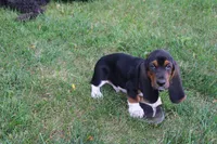 Hank, a male Basset Hound for sale in Austin, MN – 1 of 3
