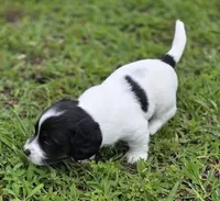 Rice (AKC), a male Miniature Dachshund for sale in Grand Rivers, KY – 1 of 2