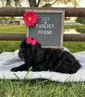 Lily, a female Shih Tzu and Poodle - Toy  for sale in Bloomfield, IN – 3 of 7