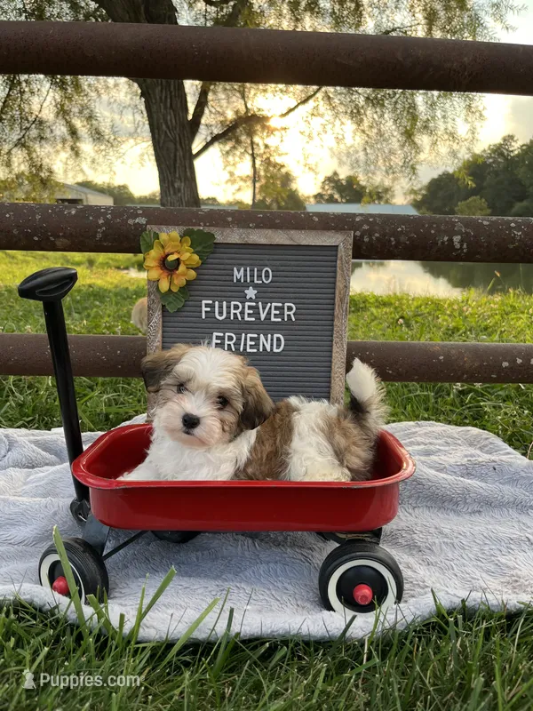 Milo – Bichon Frise, Shih Tzu puppy for sale in Bloomfield, IN