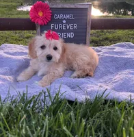 Caramel, a female Bichon Frise and Miniature Dachshund for sale in Bloomfield, IN – 5 of 5