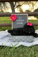 Lily, a female Shih Tzu and Poodle - Toy  for sale in Bloomfield, IN – 7 of 7