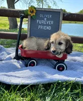 Oliver, a male Bichon Frise and Miniature Dachshund for sale in Bloomfield, IN – 3 of 5