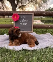 Lexi, a female Shih Tzu and Poodle - Toy  for sale in Bloomfield, IN – 2 of 5