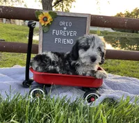 Oreo, a male Bichon Frise and Miniature Dachshund for sale in Bloomfield, IN – 1 of 4