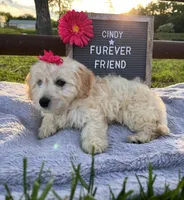Cindy, a female Bichon Frise and Miniature Dachshund for sale in Bloomfield, IN – 2 of 4