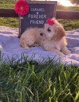 Caramel, a female Bichon Frise and Miniature Dachshund for sale in Bloomfield, IN – 2 of 5