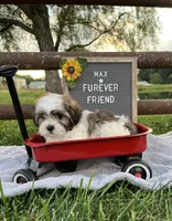 Max, a male Bichon Frise and Shih Tzu for sale in Bloomfield, IN – 6 of 6