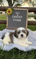 Max, a male Bichon Frise and Shih Tzu for sale in Bloomfield, IN – 3 of 6