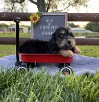 Milo, a male Bichon Frise and Miniature Dachshund for sale in Bloomfield, IN – 1 of 4
