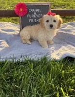 Caramel, a female Bichon Frise and Miniature Dachshund for sale in Bloomfield, IN – 4 of 5
