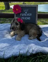 Lily, a female Bichon Frise and Miniature Dachshund for sale in Bloomfield, IN – 2 of 5